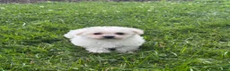 Bichpoo dogs for sale: Bruce  - Ad 4