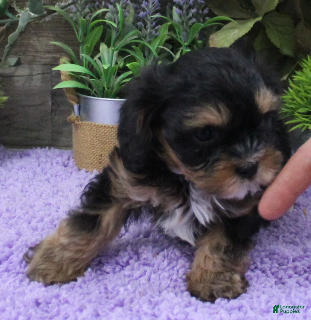 Cavapoo dogs for sale: Chelsea's #3 Male - Ad 2