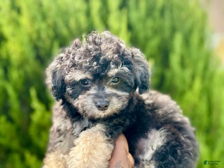 Bichpoo dogs - Ad 25