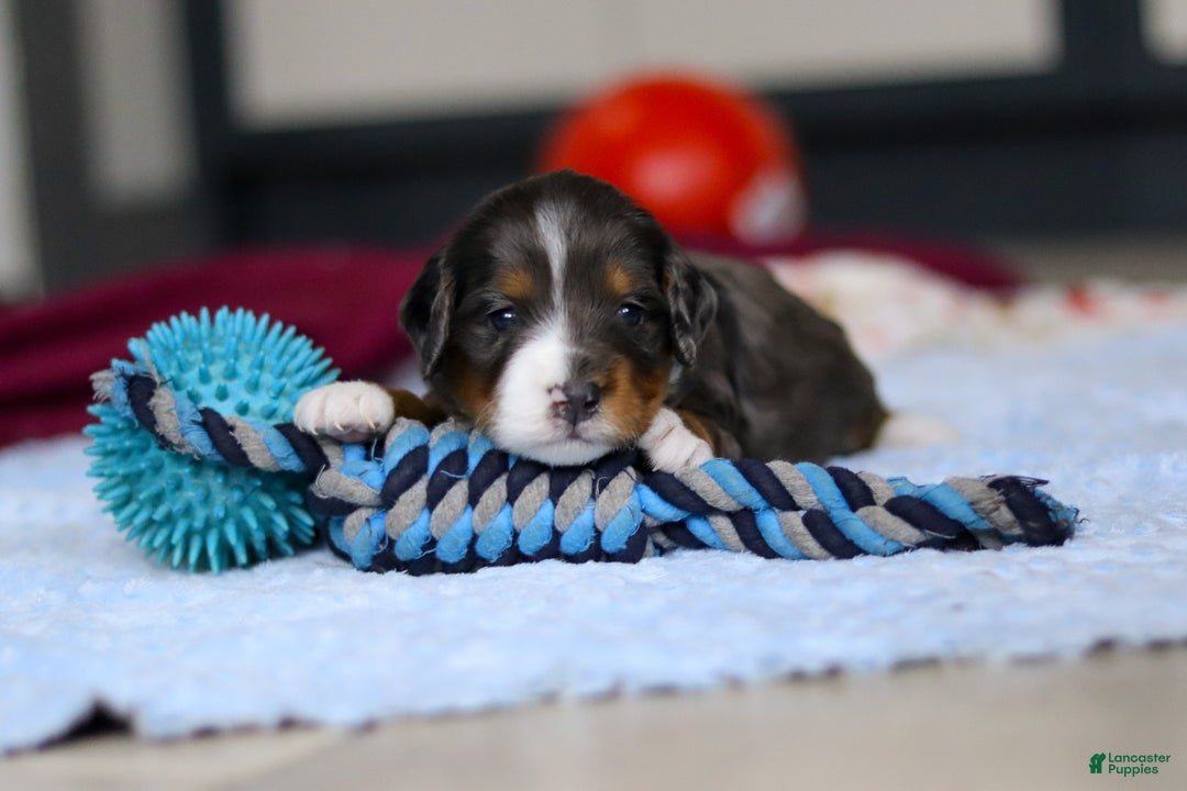 Mini Bernedoodle dogs for sale: Dakota — Male — $2499 - Ad 2