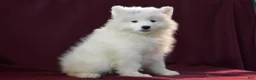 Samoyed dogs for sale: Demi - Ad 3