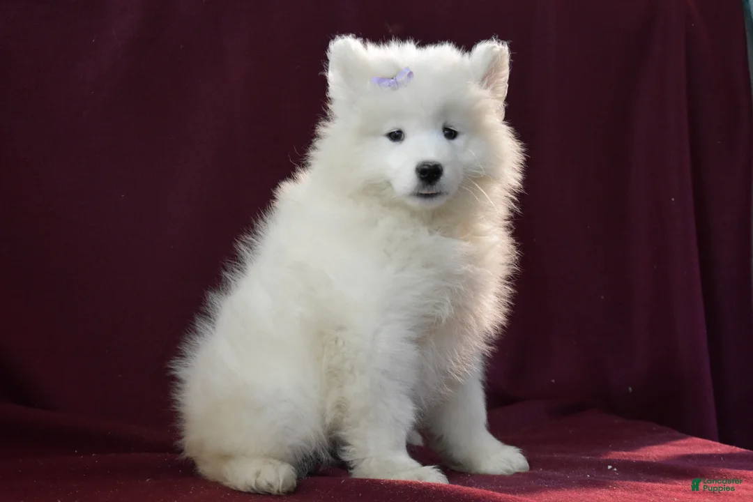 Samoyed dogs for sale: Demi - Ad 3