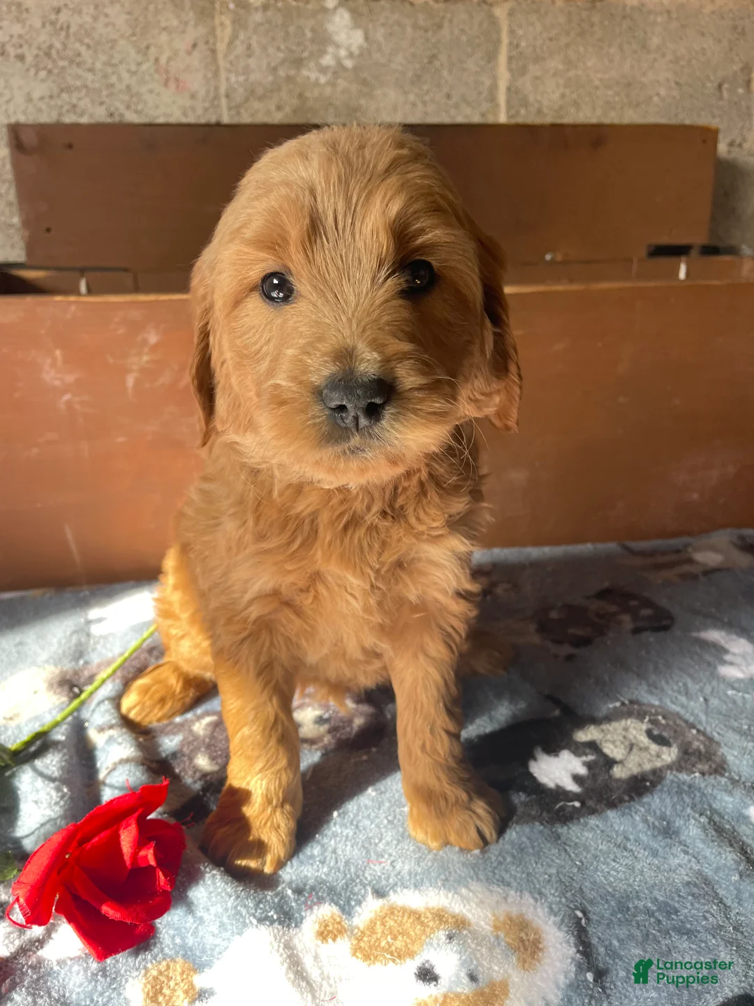 Mini Goldendoodle dogs for sale: Fenway - Ad 1