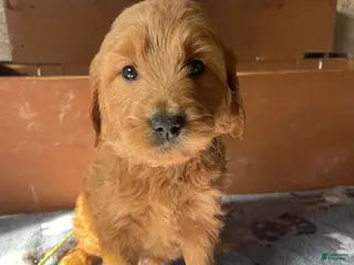 Mini Goldendoodle dogs Fenway - Ad 34