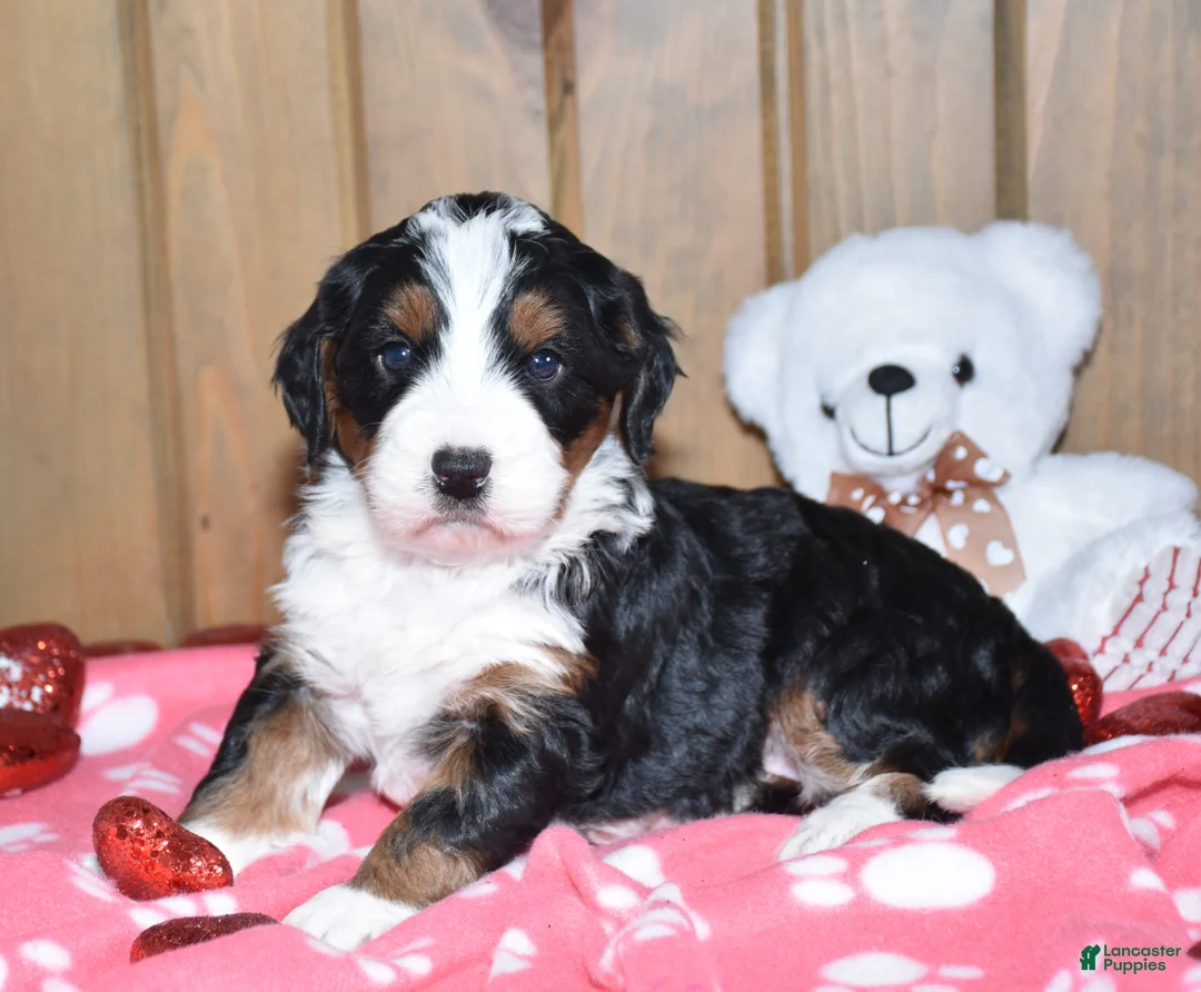Mini Bernedoodle dogs for sale: Magnolia - Ad 4