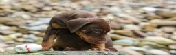 Doberman Pinscher dogs for sale: Gus 🐾 - Ad 15