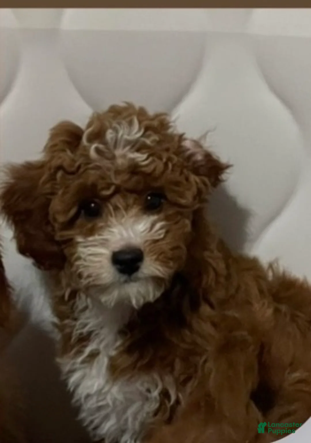 Aussiedoodle dogs for sale: Paris mini Goldendoodle  - Ad 2