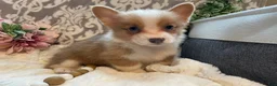 Welsh Corgi Pembroke dogs for sale: Smoky - Ad 6