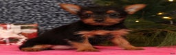 Yorkshire Terrier dogs for sale: Marsha - Ad 4