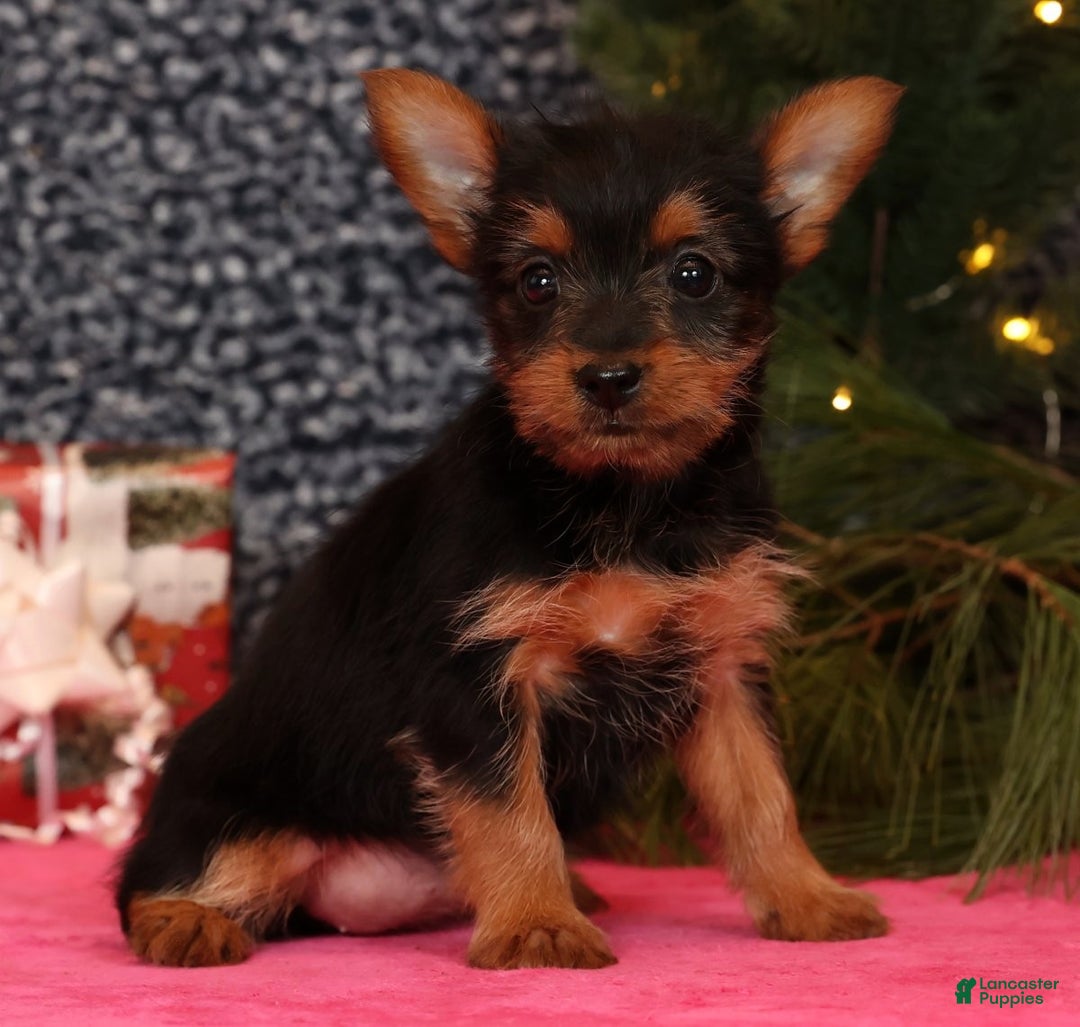 Yorkshire Terrier dogs for sale: Marsha - Ad 4