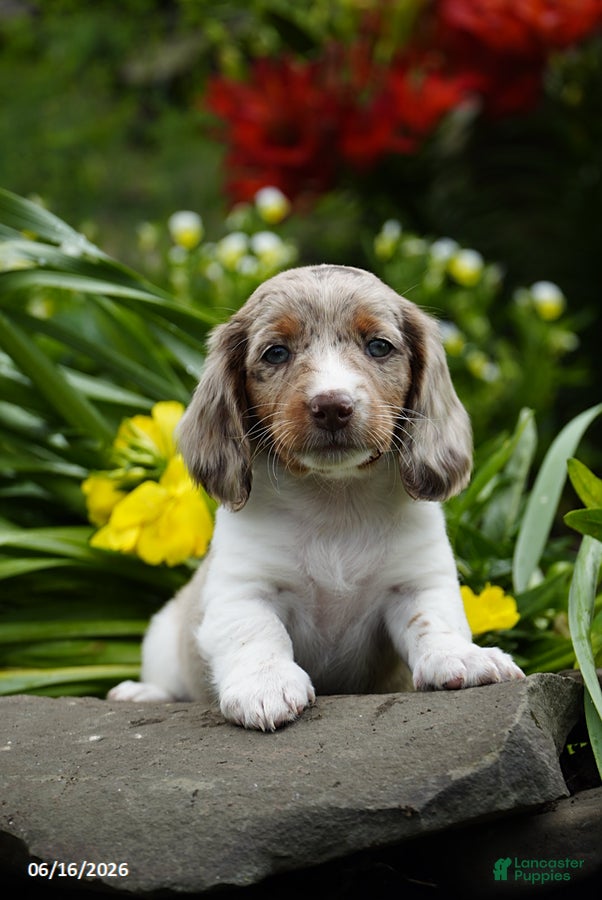 Miniature Dachshund dogs Rocket - Ad 1