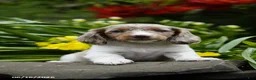 Miniature Dachshund dogs for sale: Rocket - Ad 1