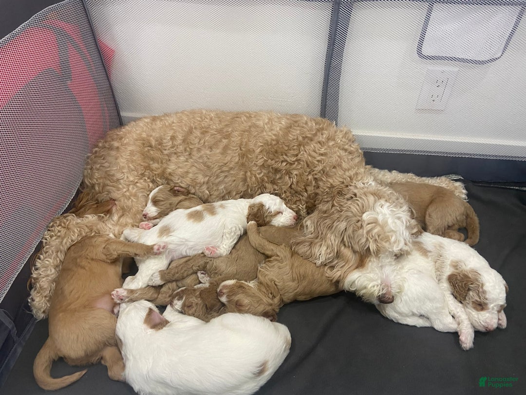 Gallery Image {{count}}