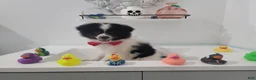 Pomeranian dogs for sale: Oreo - Ad 9