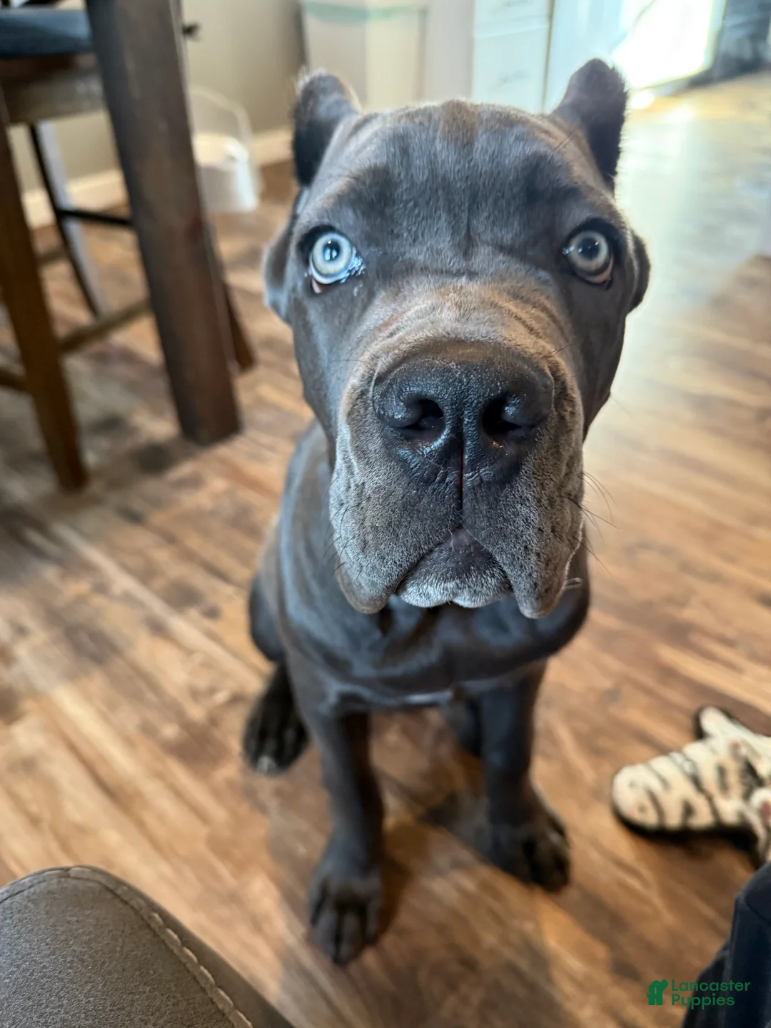 Cane Corso dogs for sale: Cane Corso Puppy  - Ad 1