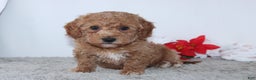 Mini Goldendoodle dogs for sale: Israel - Ad 2