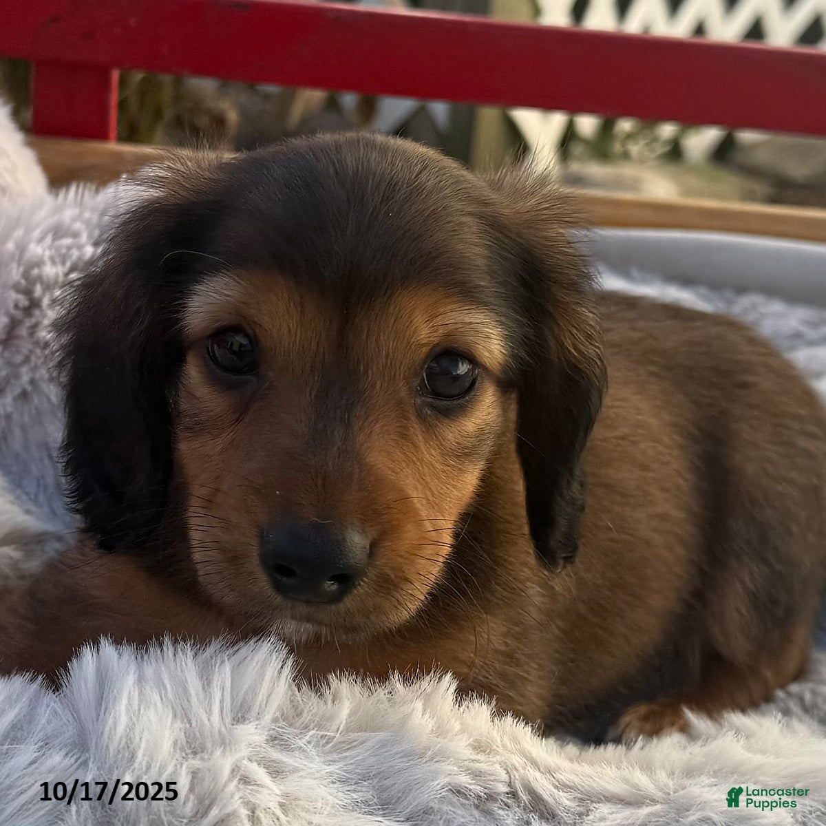 Miniature Dachshund dogs Mike - Ad 5