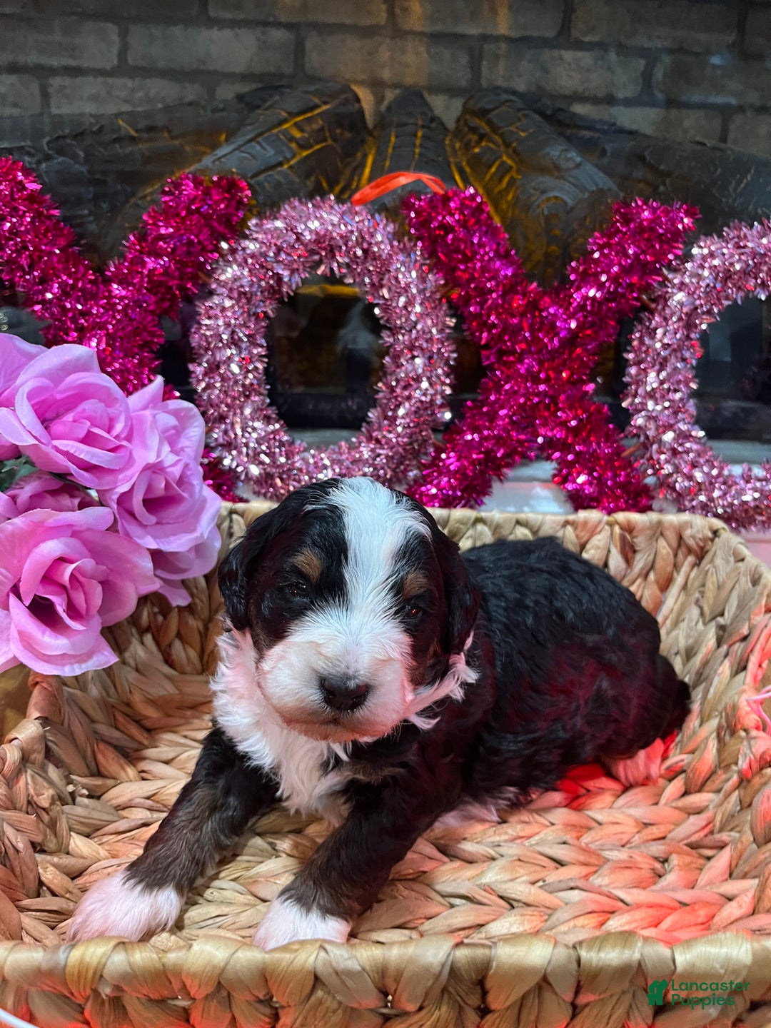 Mini Bernedoodle dogs for sale: Jameson - Ad 2