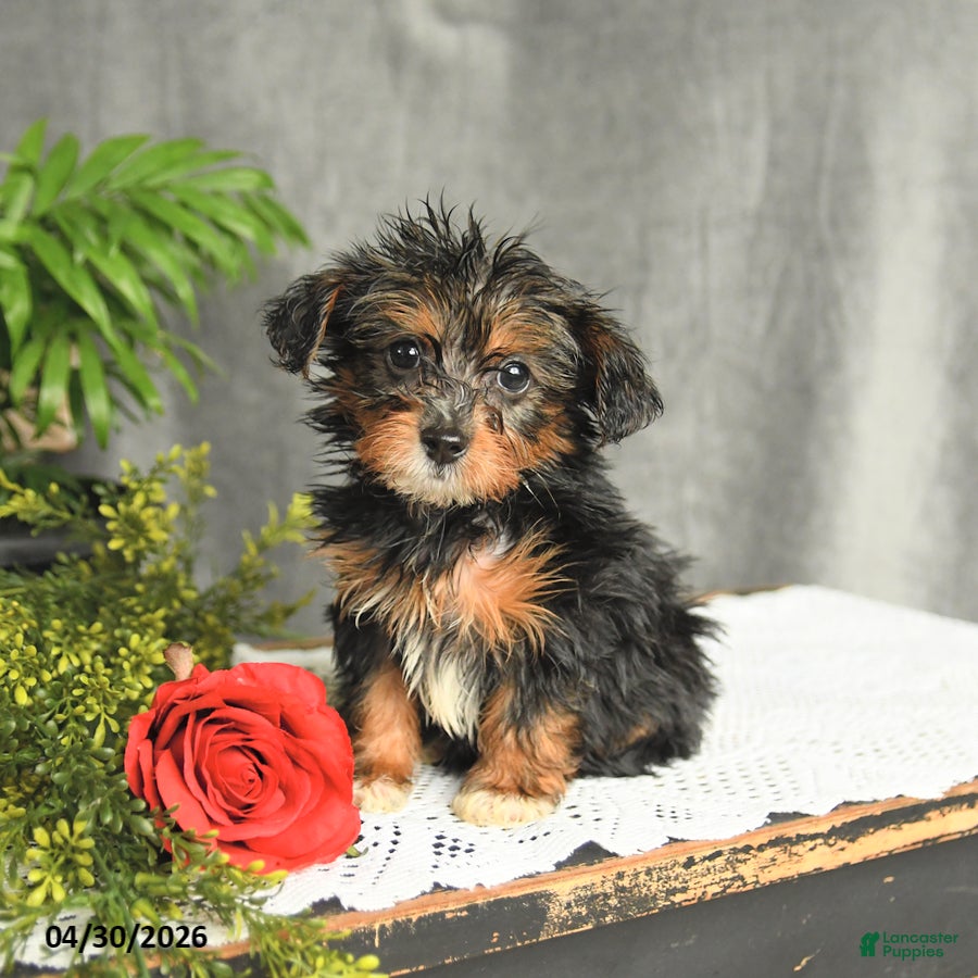 Yorkiepoo dogs for sale: Leo - Ad 4