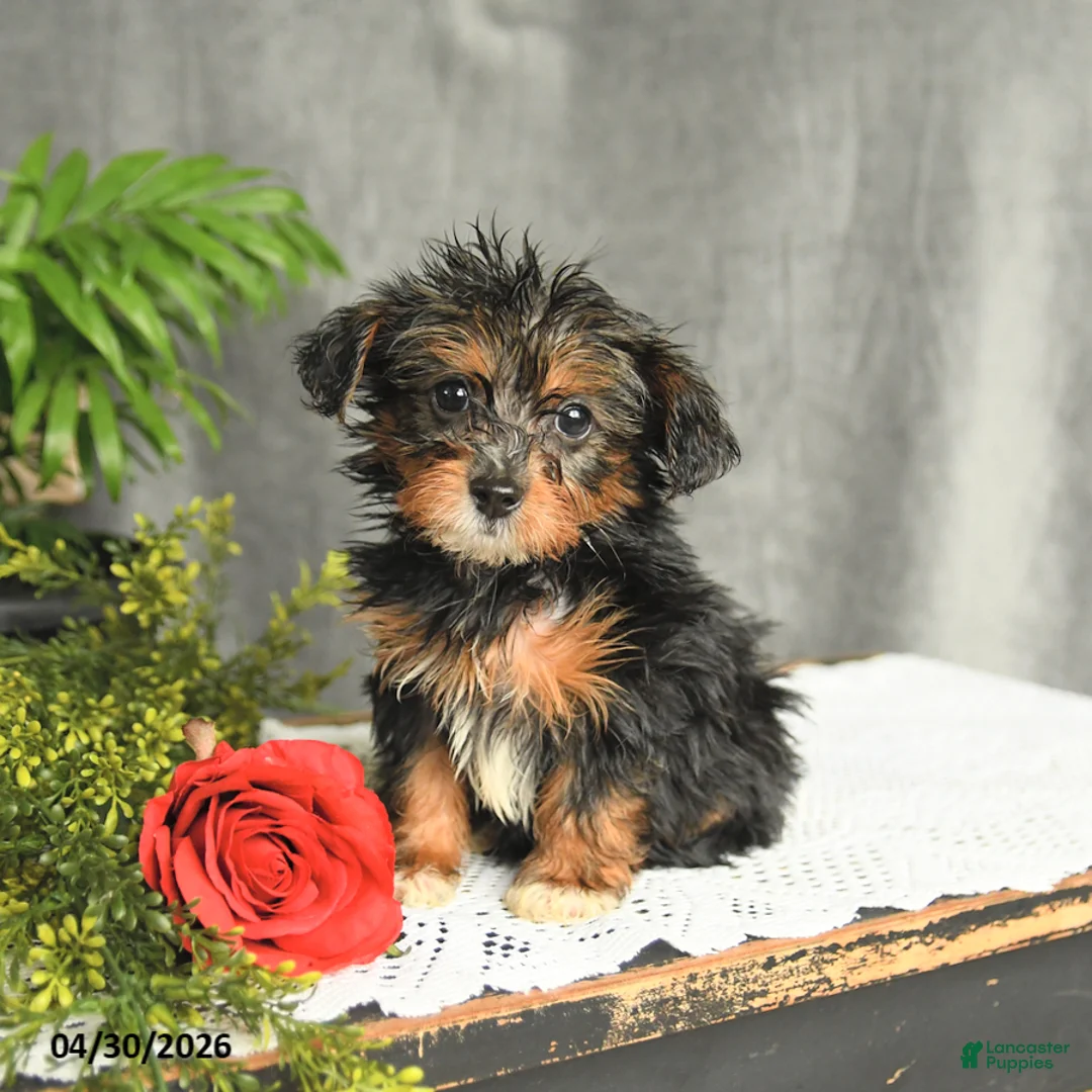 Yorkiepoo dogs for sale: Leo - Ad 1