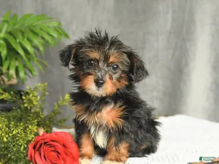 Yorkiepoo dogs for sale: Leo - Ad 4