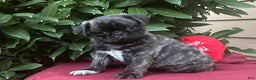 Pug dogs for sale: Pug Puppy 2 - Ad 2