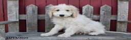 Bernedoodle dogs for sale: Boomer - Ad 1