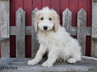 Bernedoodle dogs Boomer - Ad 23
