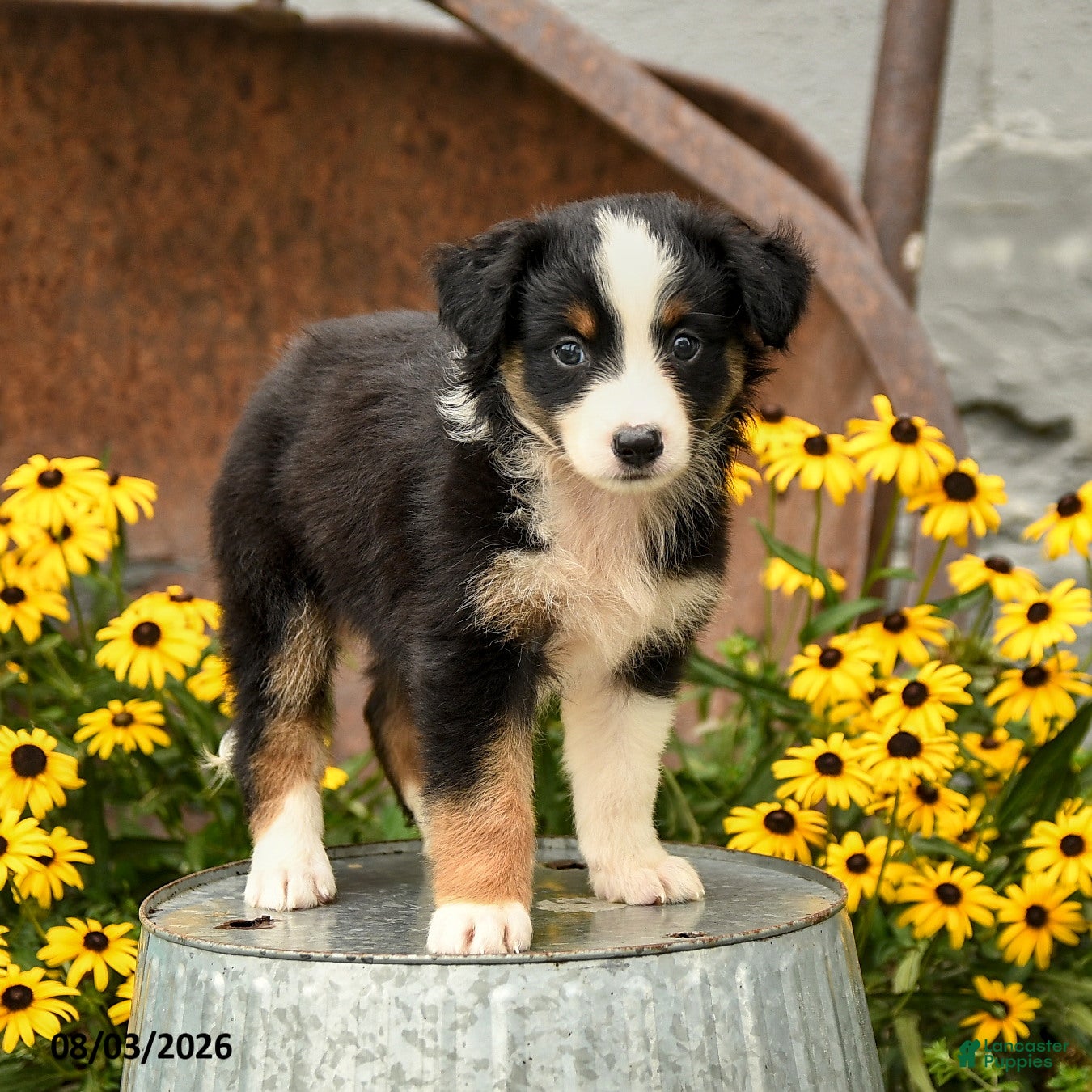 Australian Shepherd dogs Frances - Ad 2