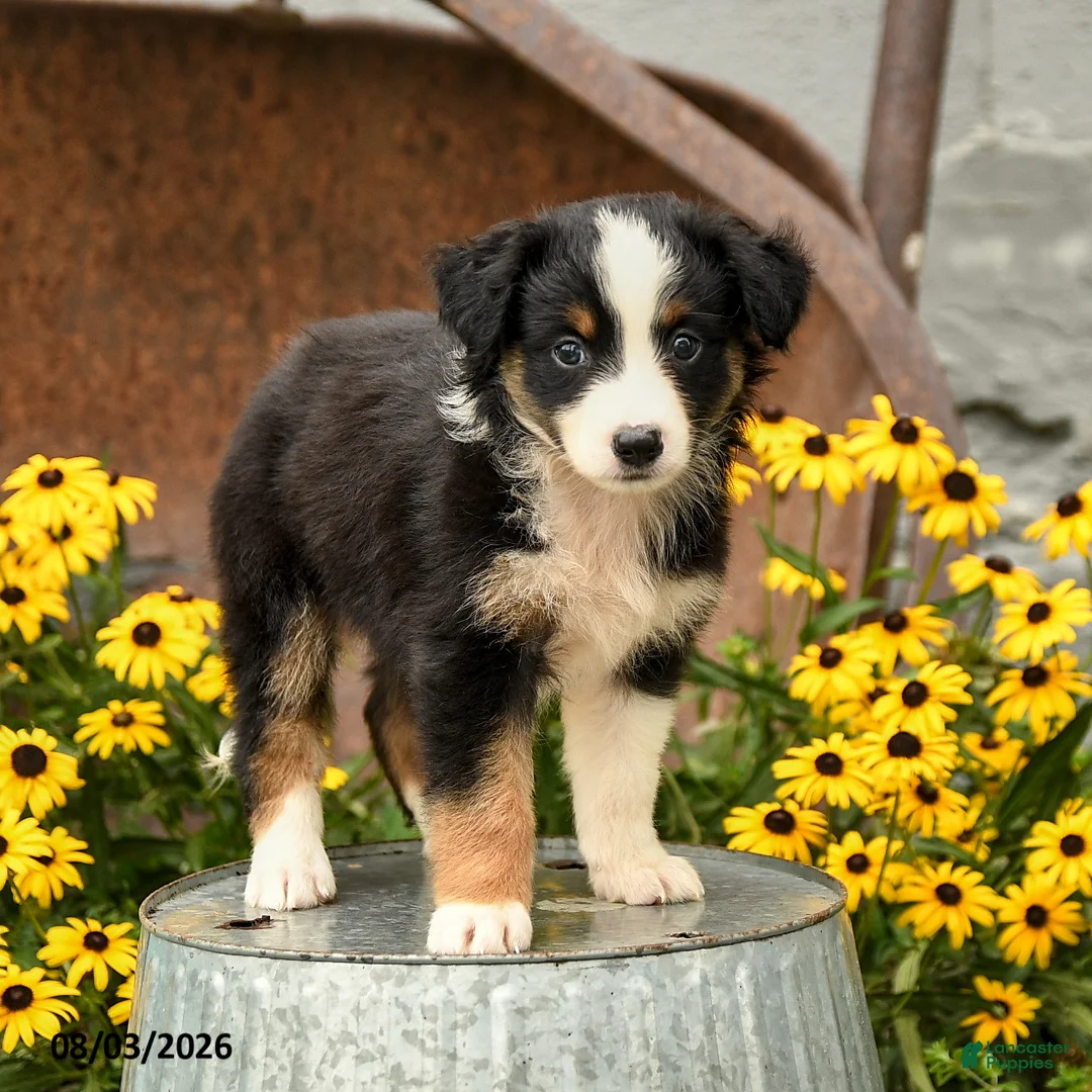Australian Shepherd dogs for sale: Frances - Ad 2