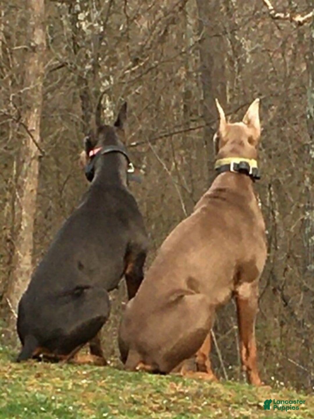 Doberman Pinscher dogs for sale: Doberman Pinscher Puppy 7 - Ad 3