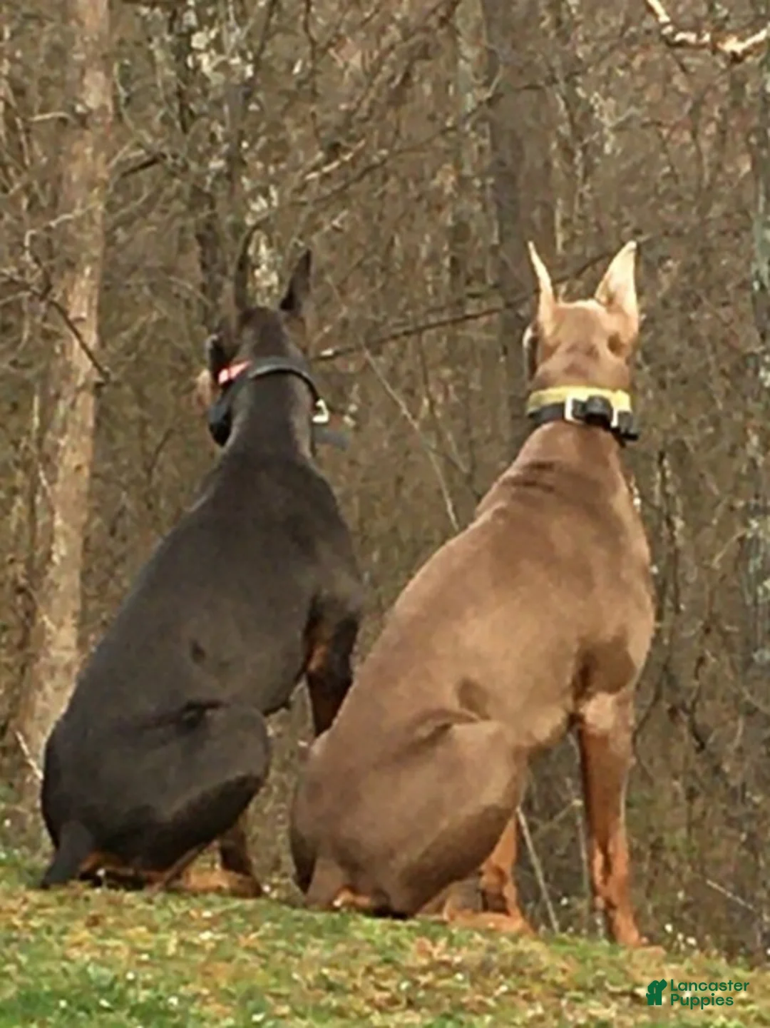 Doberman Pinscher dogs for sale: Doberman Pinscher Puppy Hunter - Ad 3
