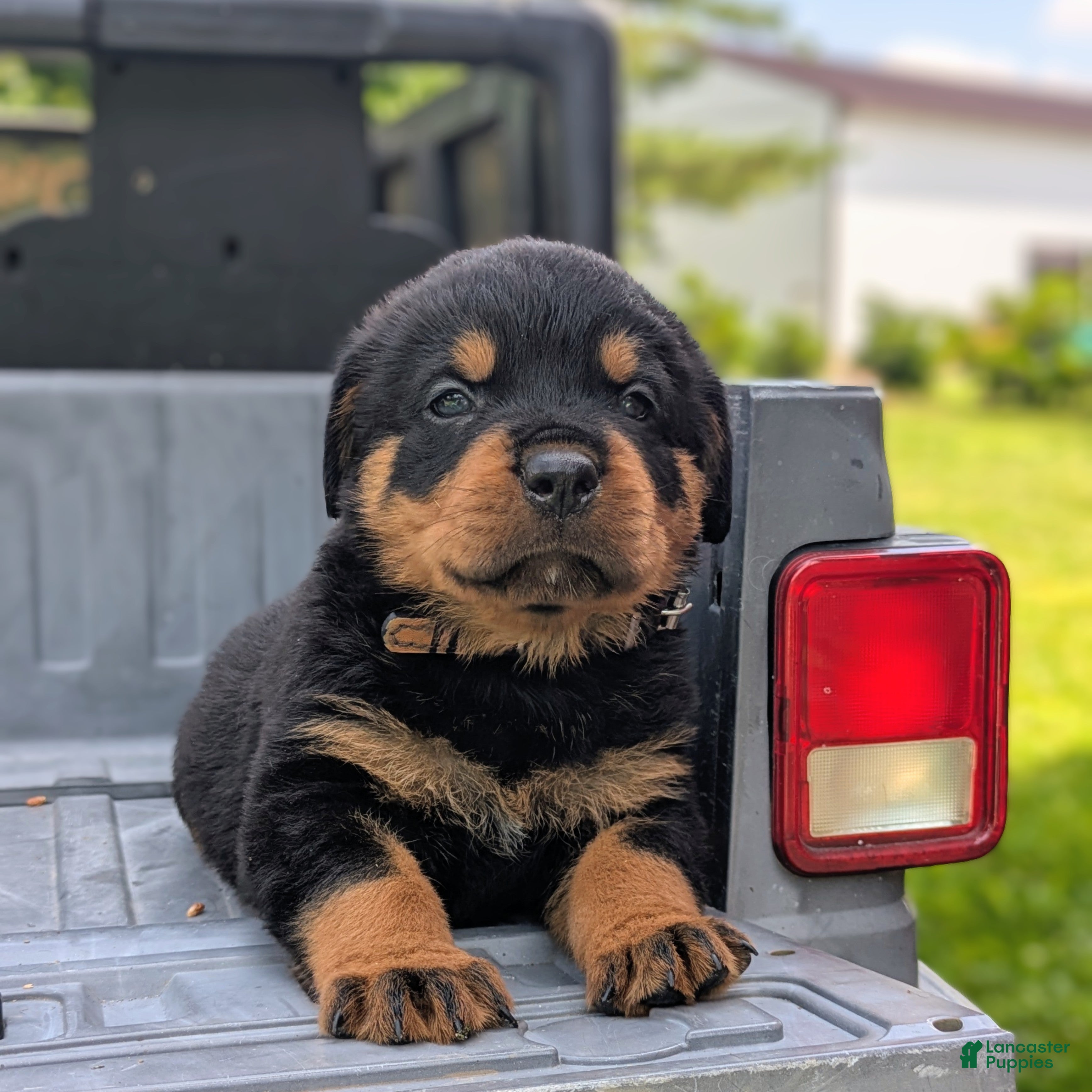 Rottweiler dogs Hemi - Ad 1