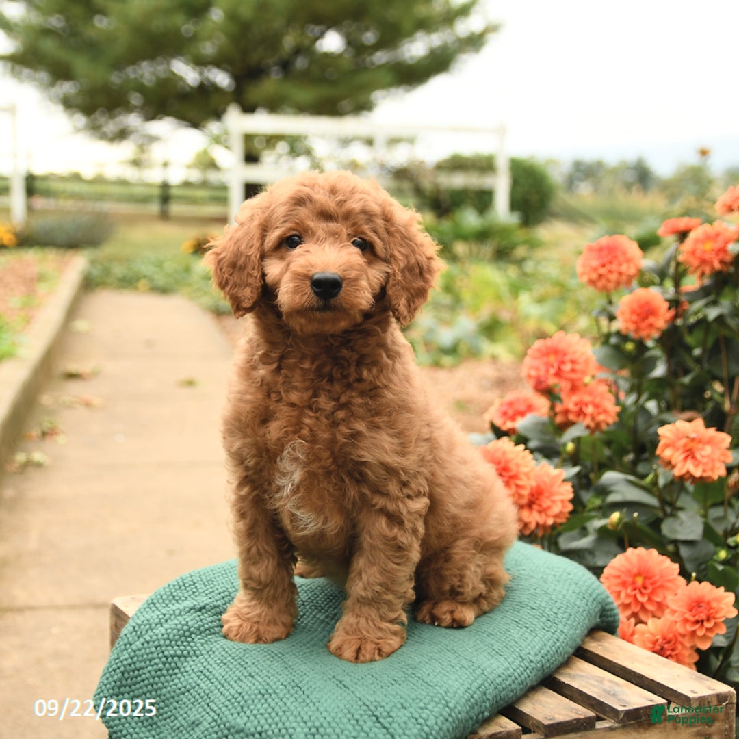 Mini Goldendoodle dogs for sale: Hickory - Ad 6