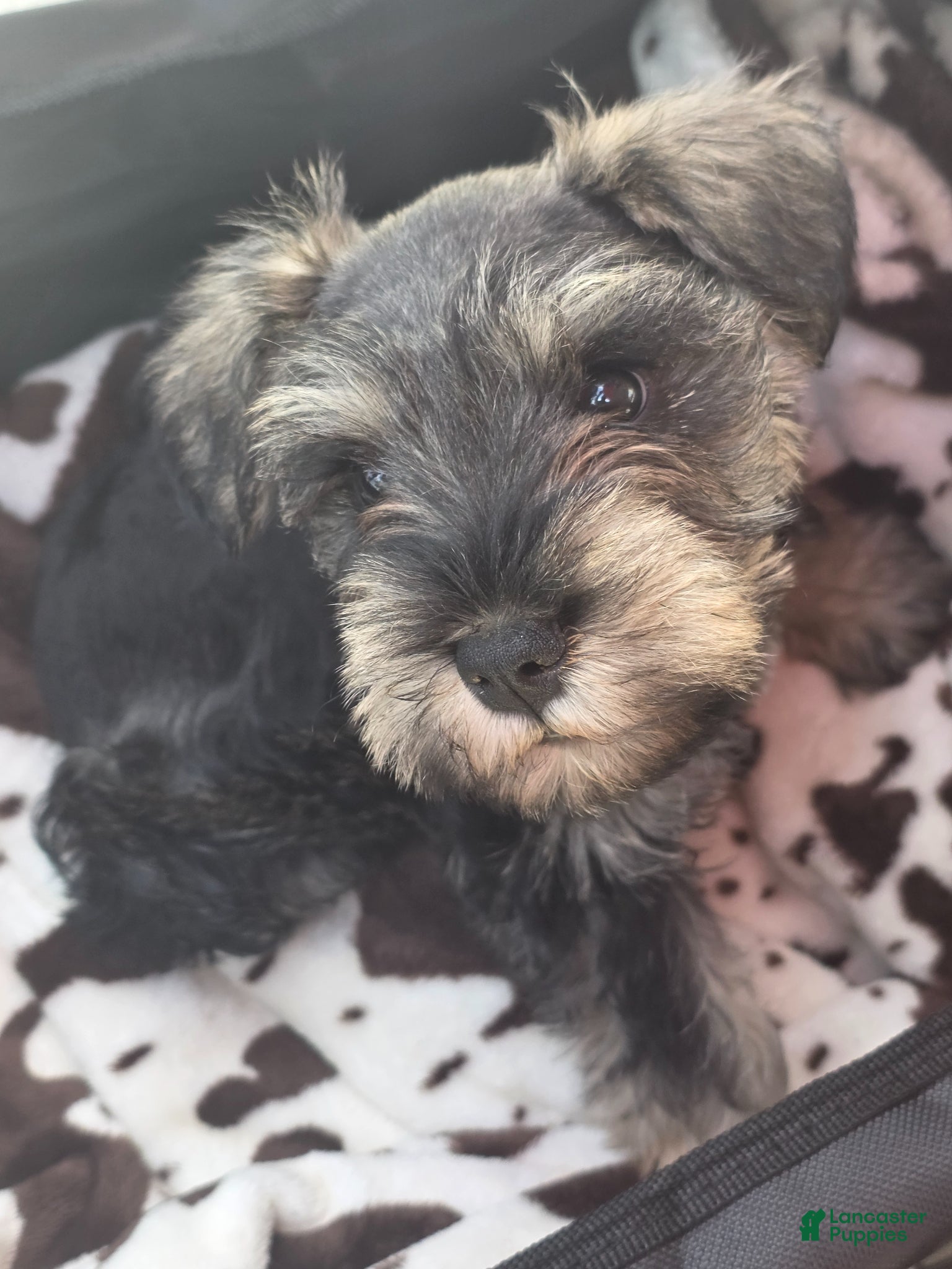 Miniature Schnauzer dogs Miniature Schnauzer Puppy 1 - Ad 39