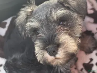 Miniature Schnauzer dogs Miniature Schnauzer Puppy 1 - Ad 6