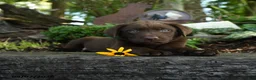 Labrador Retriever dogs for sale: Thomas - Ad 5