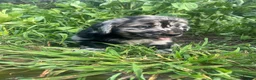 Mixed Breed dogs for sale: Luke - Ad 2