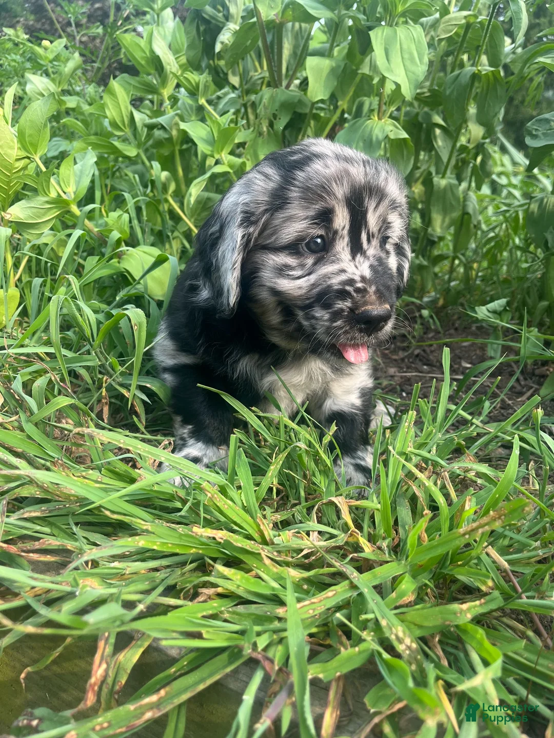 Mixed Breed dogs for sale: Luke - Ad 2