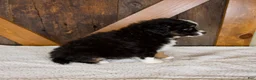 Mini Bernedoodle dogs for sale: Princess - Ad 3