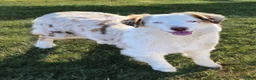 Aussiedoodle dogs for sale: Fuse - Ad 5