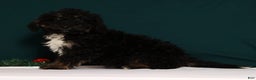 Mini Bernedoodle dogs for sale: Asher - Ad 4