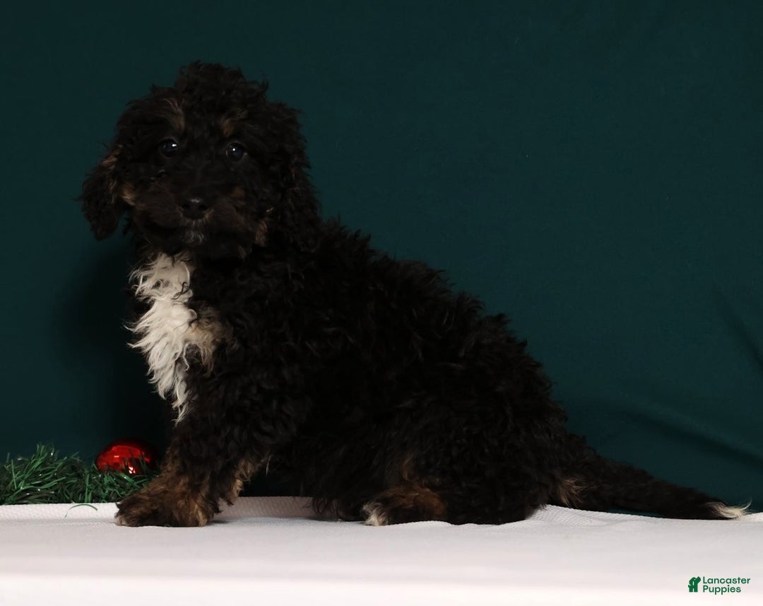 Mini Bernedoodle dogs for sale: Asher - Ad 4