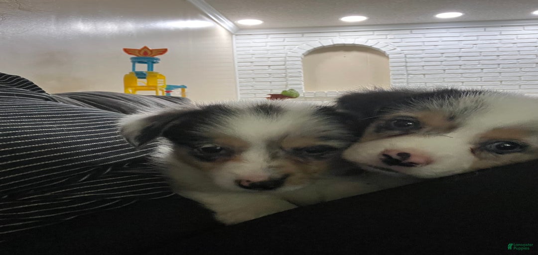 Gallery Image {{count}}