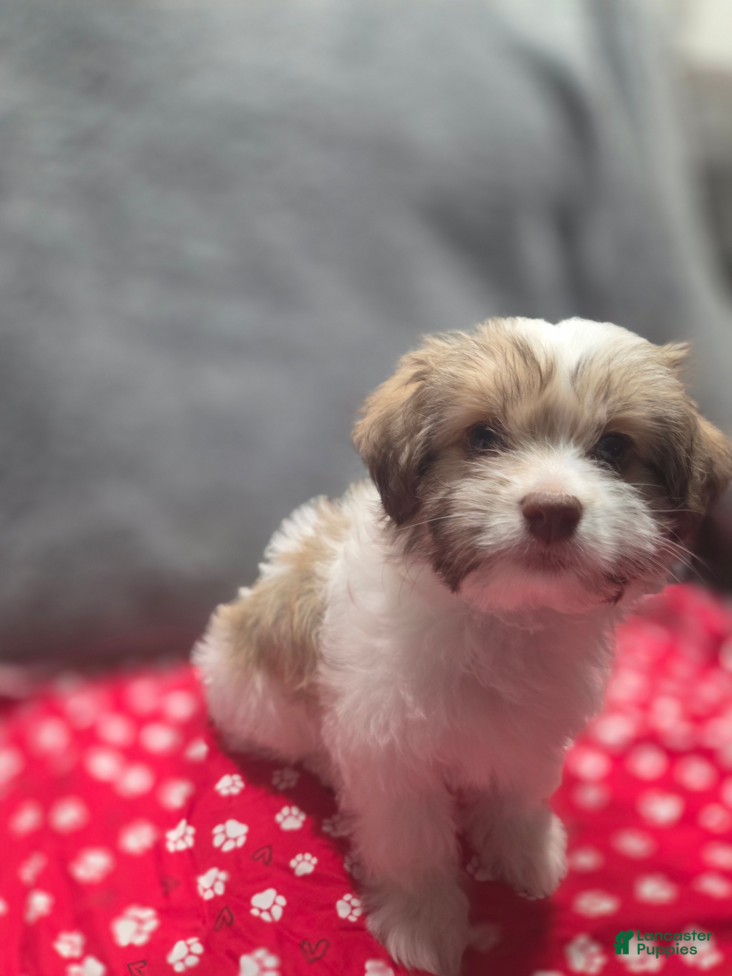 Havanese dogs Havanese Puppy 5-Ophelia - Ad 27