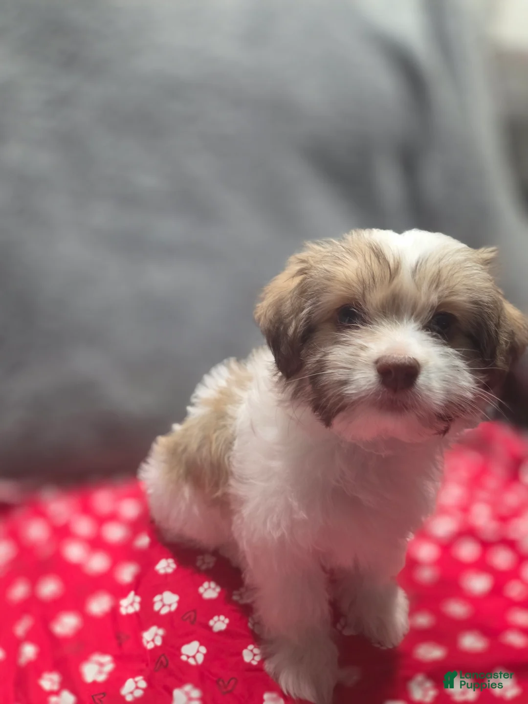 Havanese dogs for sale: Havanese Puppy 5-Ophelia - Ad 1