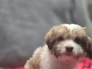 Havanese dogs Havanese Puppy 5-Ophelia - Ad 27