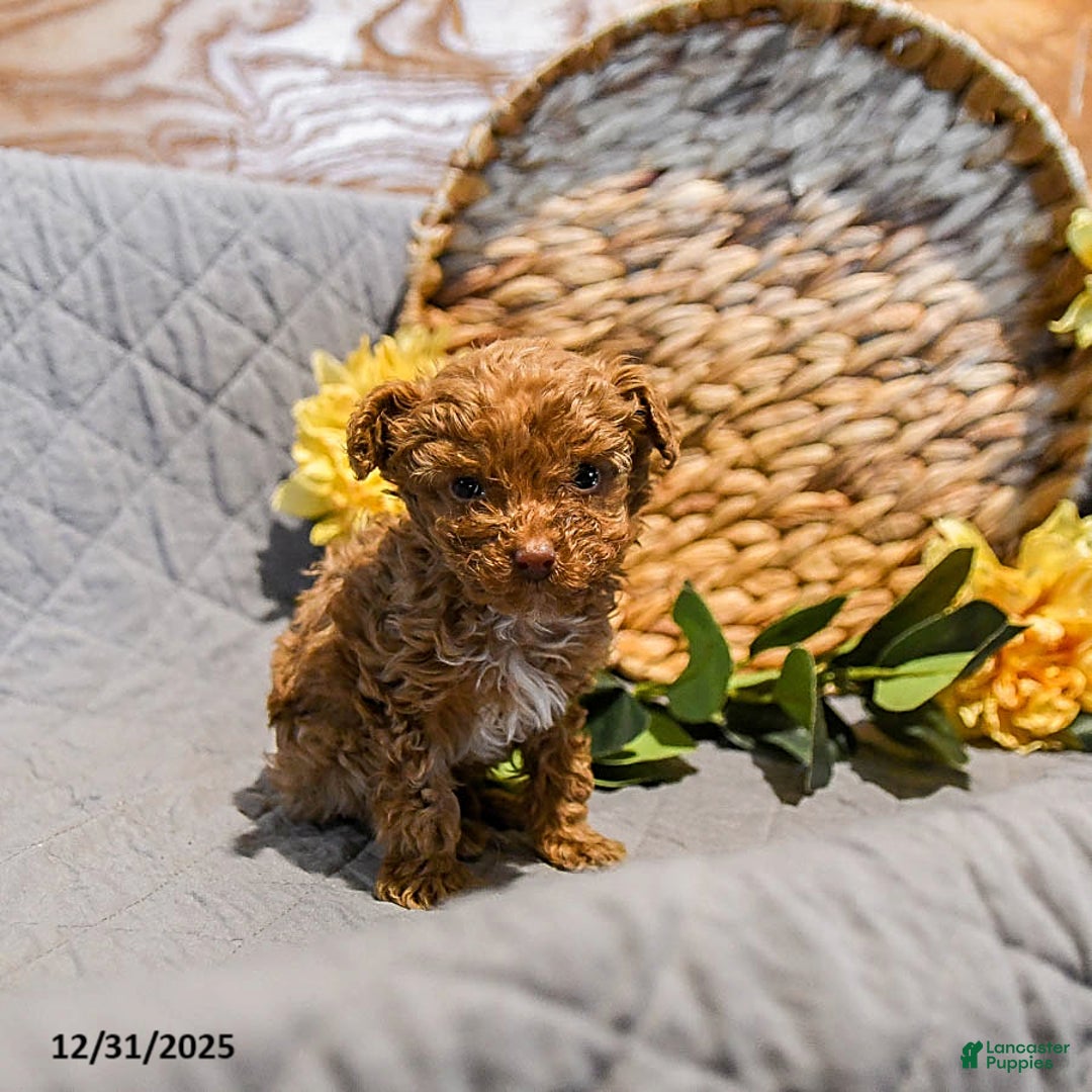 Mini Goldendoodle dogs for sale: Smokey - Ad 3