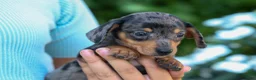 Miniature Dachshund dogs for sale:  Zino 🐕 - Ad 18