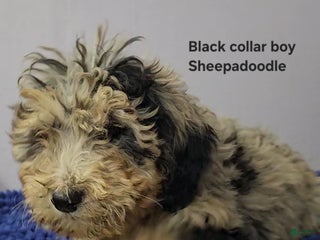 Sheepadoodle dogs Black collar boy Sheepadoodle - Ad 18